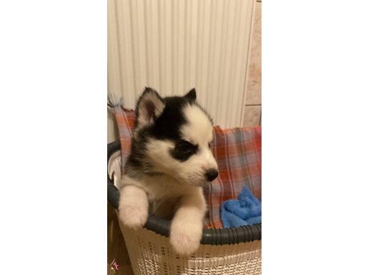 29 Ekim doğumlu Dişi Husky 