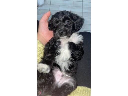 Siyah akıllı tatlı bir köpektir hızlı eğitilebilir 