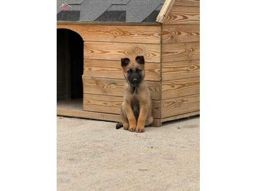 2 aylık belçika kurdu erkek yavrular