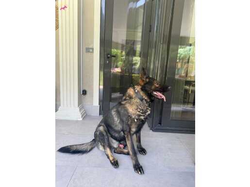 ANKARA - SAFKAN DÜZ SIRT ALMAN KURDU 