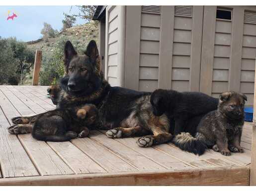 German Shepherd Working Line
