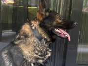 ANKARA - SAFKAN DÜZ SIRT ALMAN KURDU 