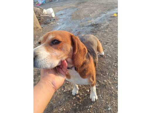 2 aylık yavruları ve hakiki beagle anneleri sahiplendirilece