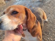 2 aylık yavruları ve hakiki beagle anneleri sahiplendirilece