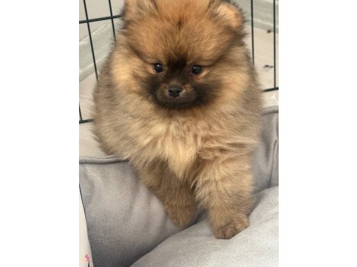 3 aylık erkek Pomeranian 