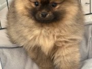 3 aylık erkek Pomeranian 