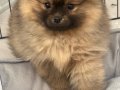 3 aylık erkek Pomeranian 