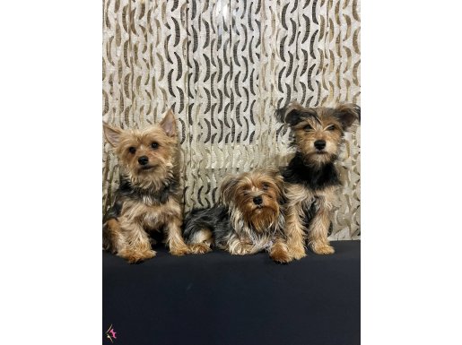 Eğitimli temiz ve çok sevgi solu yeni sahibini arıyor