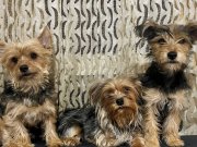 Eğitimli temiz ve çok sevgi solu yeni sahibini arıyor