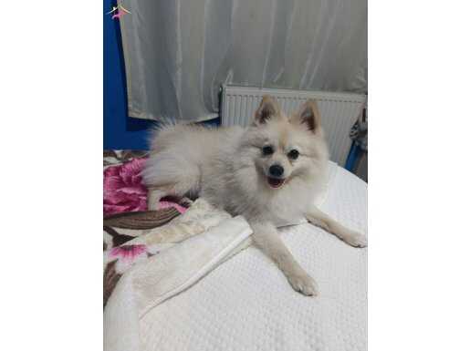 Pişman olmayacaksınız 