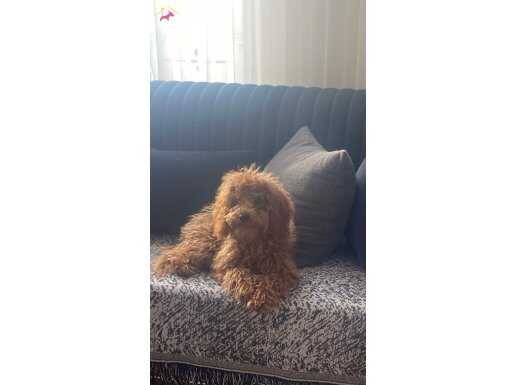 Kızımız cocoya yeni sıcak yuvasını arıyoruz 