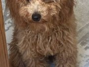 Sevimli köpeğimiz Coco yeni yuvasını bekliyor 