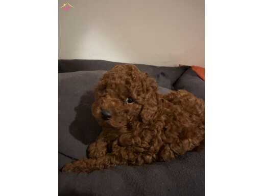 Kendi kızımın yavruları.