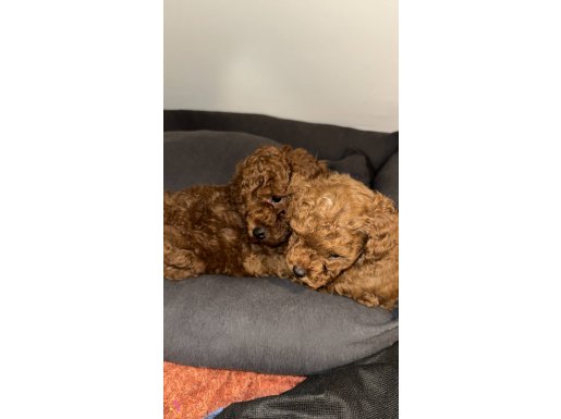 Thecup poodle kendi kızımın yavrusu