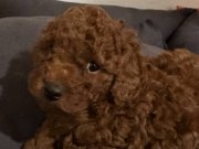 Kendi kızımın yavruları.