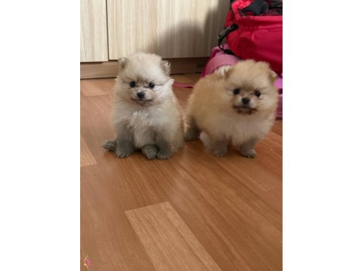 50 günlük 2 dişi 1 erkek yavrular 