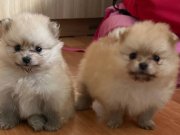 50 günlük 2 dişi 1 erkek yavrular 