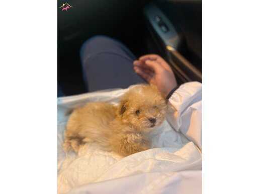 Maltipoo 2 aylık