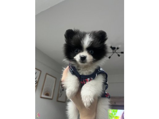 3 aylık yavru pomerian