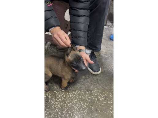 2 aylık malinois yavruları 