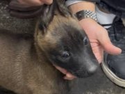 2 aylık malinois yavruları 