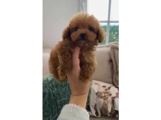 3 AYLIK ERKEK EĞİTİMLİ MİCROPODDLE