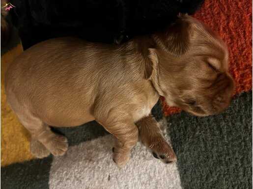 35 günlük Cocker yavrular 