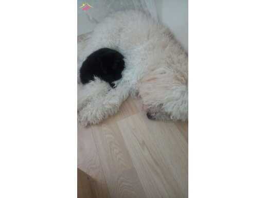 Yeni yuvasını arıyor 