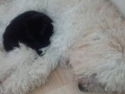 Yeni yuvasını arıyor 