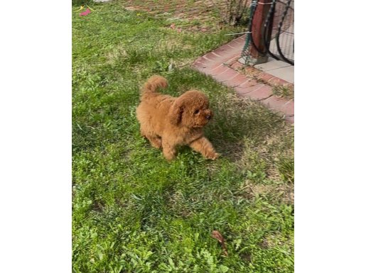 Red toy poodle 