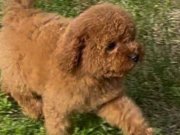 Red toy poodle 