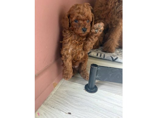 kore toy podle uygun verilecek  istanbul beylikdüzü 