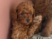 kore toy podle uygun verilecek  istanbul beylikdüzü 