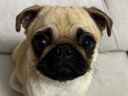 Çocuklu aile için uyumlu