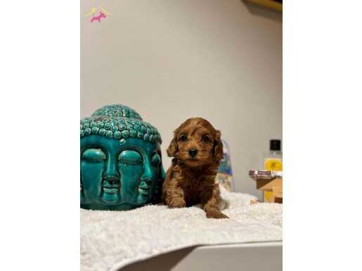 Tatlis kizimiza yuva ariyoruz