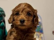 Tatlis kizimiza yuva ariyoruz