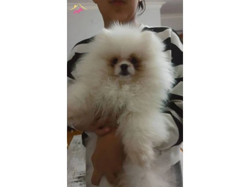 İsimi lucy iyi bakabilcek aile arıyoruz 2 aylık 