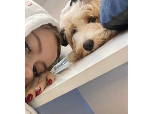 Üç aylık Maltese terrier bebeğimize sıcak bir yuva arıyoruz.