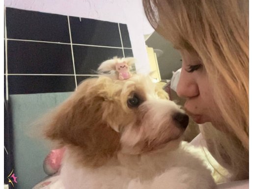 Bebeğimiz Gofi’ye Sıcak bir yuva arıyoruz