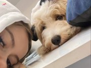 Üç aylık Maltese terrier bebeğimize sıcak bir yuva arıyoruz.