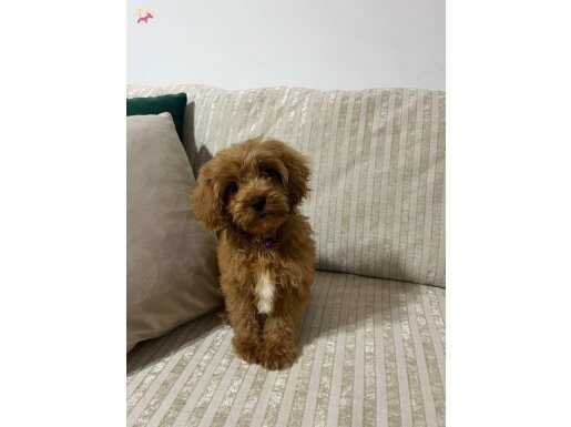 AŞILARI TAM SEVİMLİ MOCHA