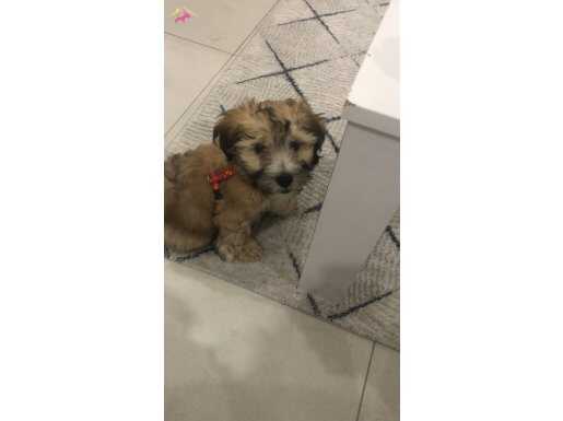 5 aylık pamuk gibi yavru 