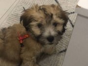 5 aylık pamuk gibi yavru 