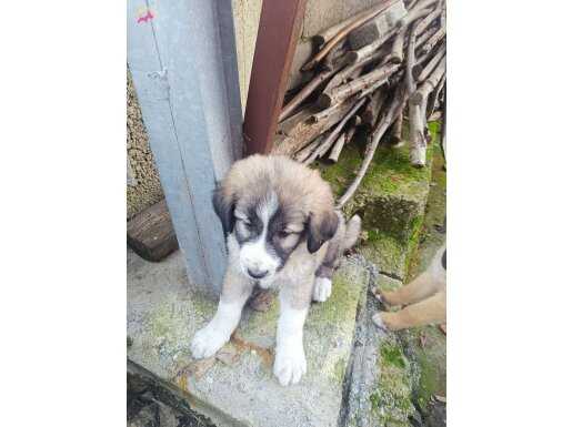 3 aylık kangal yavrusu fotoğraf'ta 1 aylık