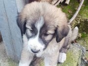 3 aylık kangal yavrusu fotoğraf'ta 1 aylık