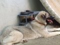 Kaliteli Anadolu çoban köpeği 