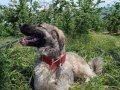 Kaliteli Anadolu çoban köpeği 