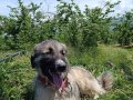 Kaliteli Anadolu çoban köpeği 