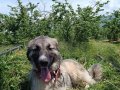 Kaliteli Anadolu çoban köpeği 