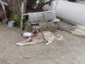 Kaliteli Anadolu çoban köpeği 